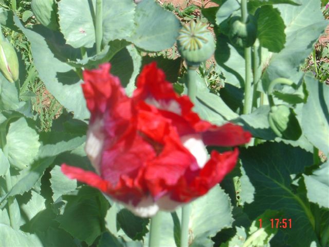 A Single Opium Poppy