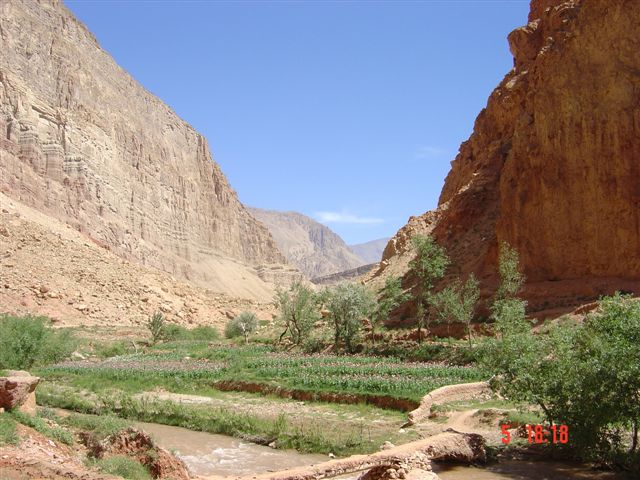 Farmed Poppies In Khamard District Of Bamiyan Province